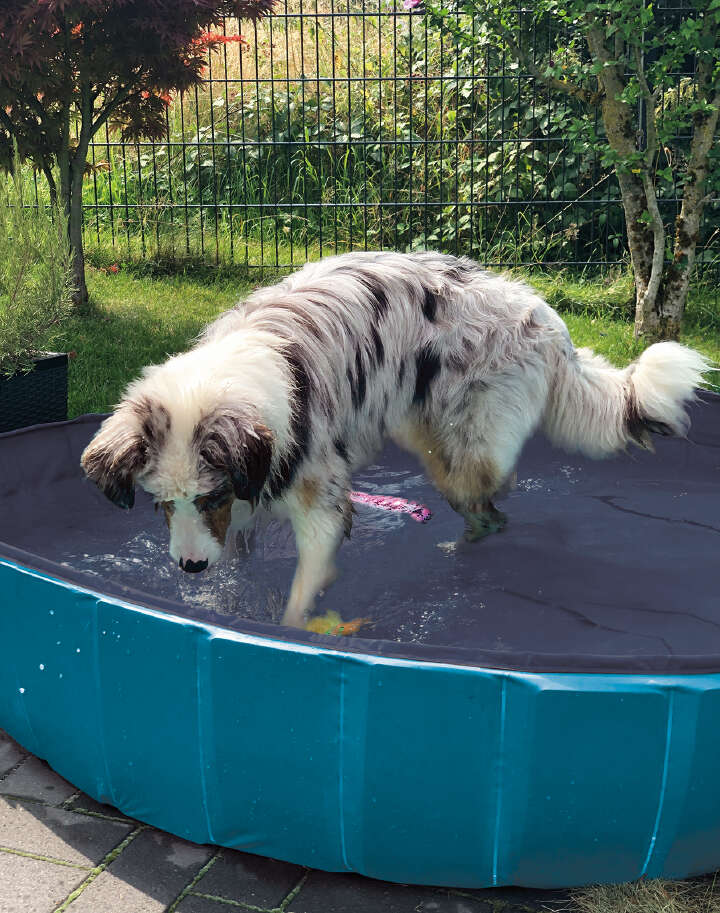 petlando Premium Hundepool